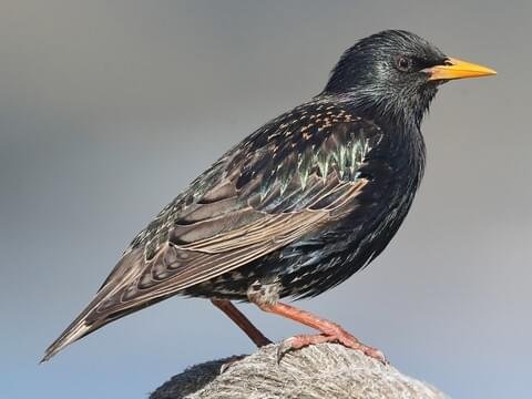 Starling