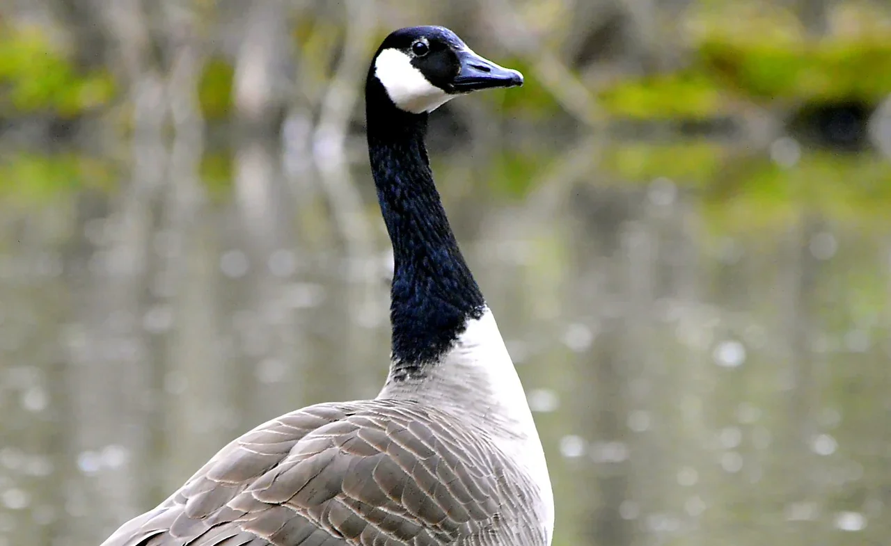 Geese